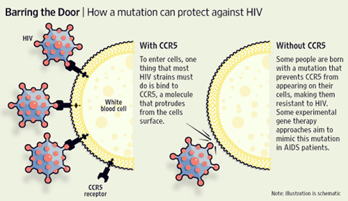 细胞移植、基因疗法或开辟艾滋病治疗新途径