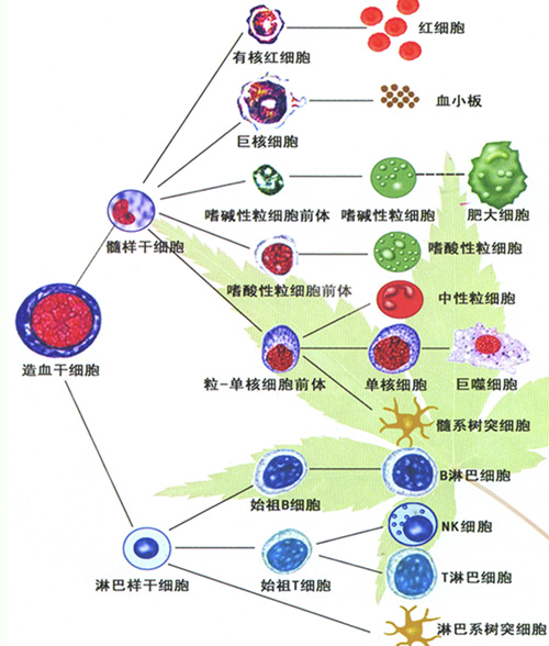 细胞移植、基因疗法或开辟艾滋病治疗新途径