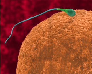 精原干细胞可体外转分化成卵细胞